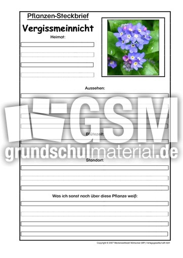Pflanzensteckbrief-Vergissmeinnicht.pdf
